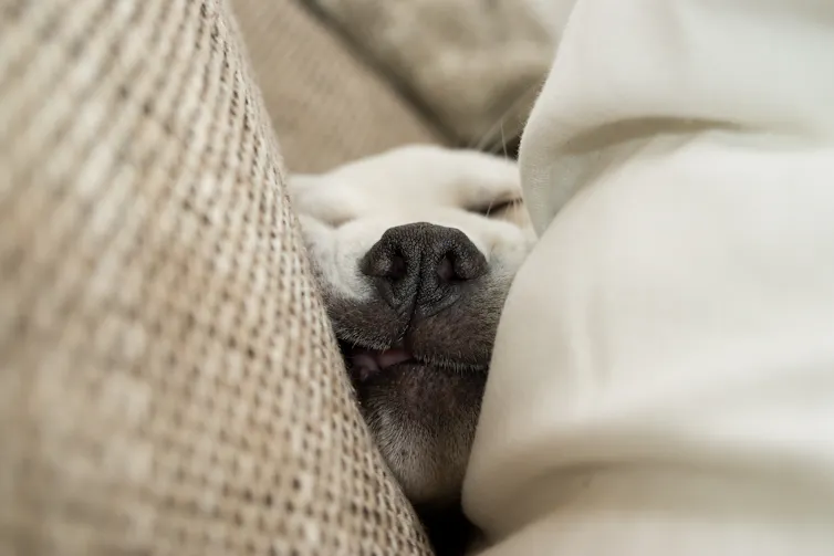 Dog asleep between sofa and cushion