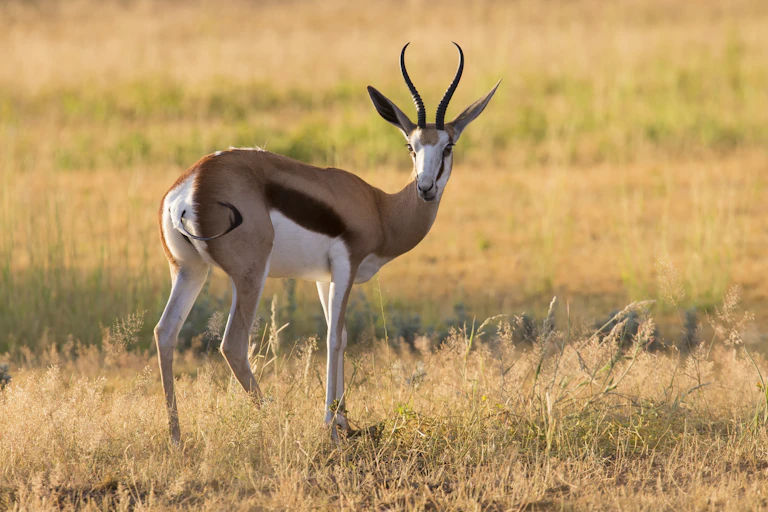 A buck stands with its tail to camera, looking back, it has distinctive stripes of white, black and brown, large ears and horns in a curved V shape