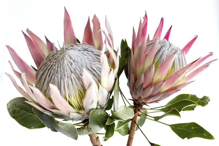 Two flowers with sharp pink petals and a large white centre.