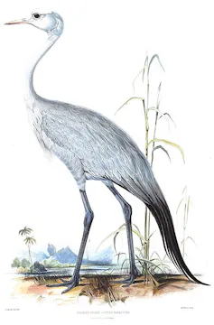 An illustration of a large bird in greys, blues and whites with a long, slender neck and black drooping tail feathers.