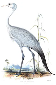 An illustration of a large bird in greys, blues and whites with a long, slender neck and black drooping tail feathers.