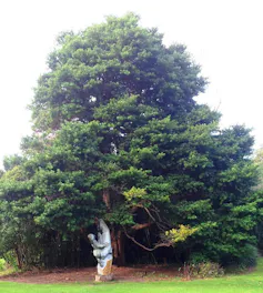 A large tree in a garden with a sculpture.