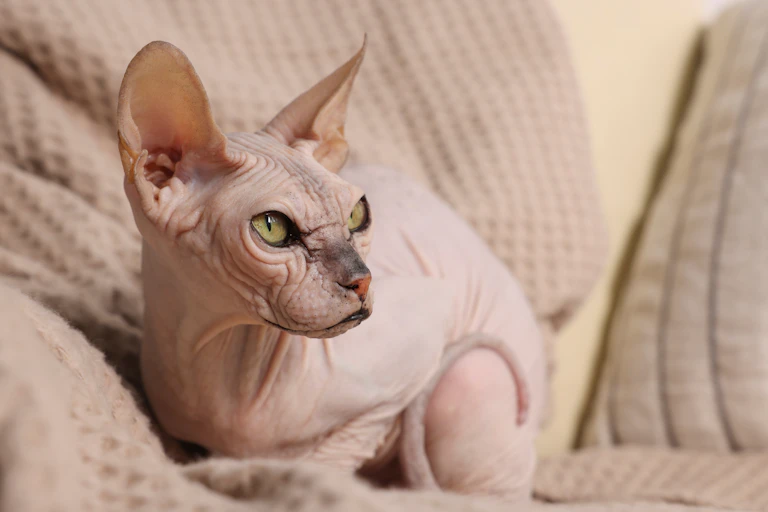 Gato sem pelos sentado em um cobertor