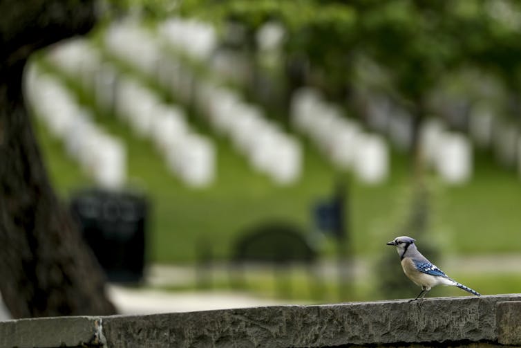 A bird stands on a headstone under a tree.