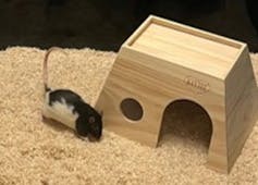Rat beside a small house, its tail curved up like an umbrella handle