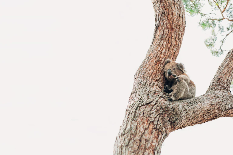 sad koala in tree