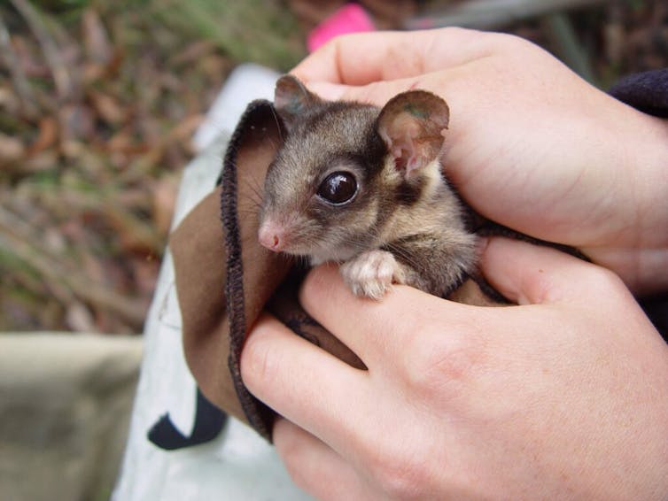 small possum being held