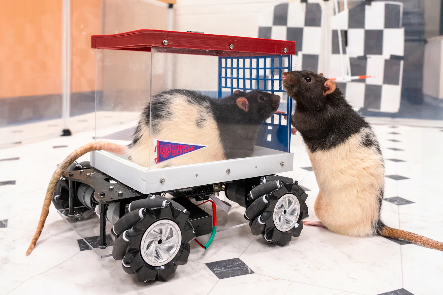 M Rats I’m a neuroscientist who taught rats to drive − their joy suggests how ...