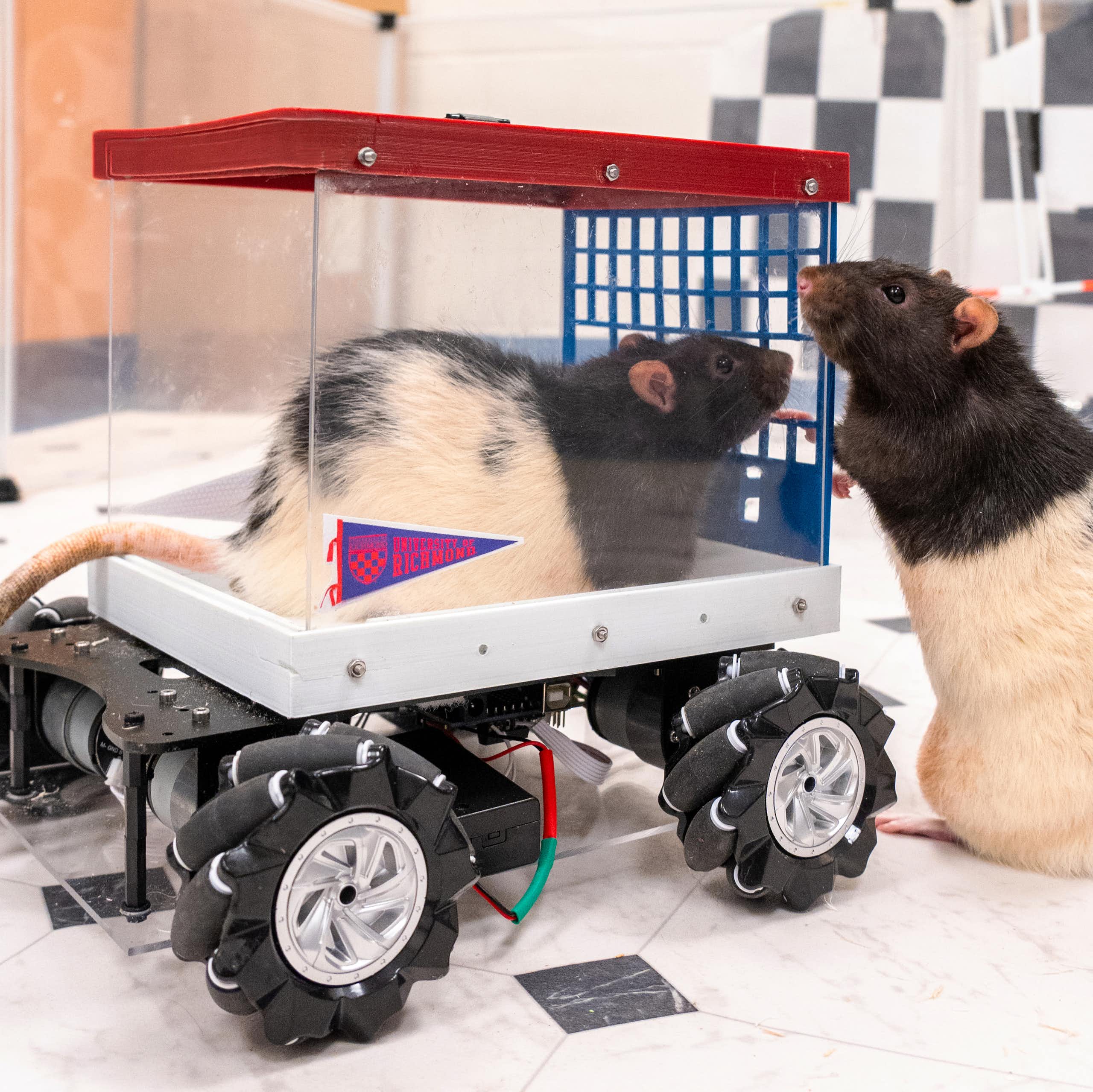 I’m a neuroscientist who taught rats to drive − their joy suggests how anticipating fun can enrich human life
