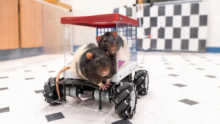 Two rats in a 'car' made of an open glass box and four wheels