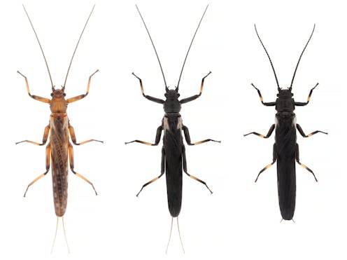 Stoneflies change colour in response to deforestation, suggesting humans can alter evolution – new research