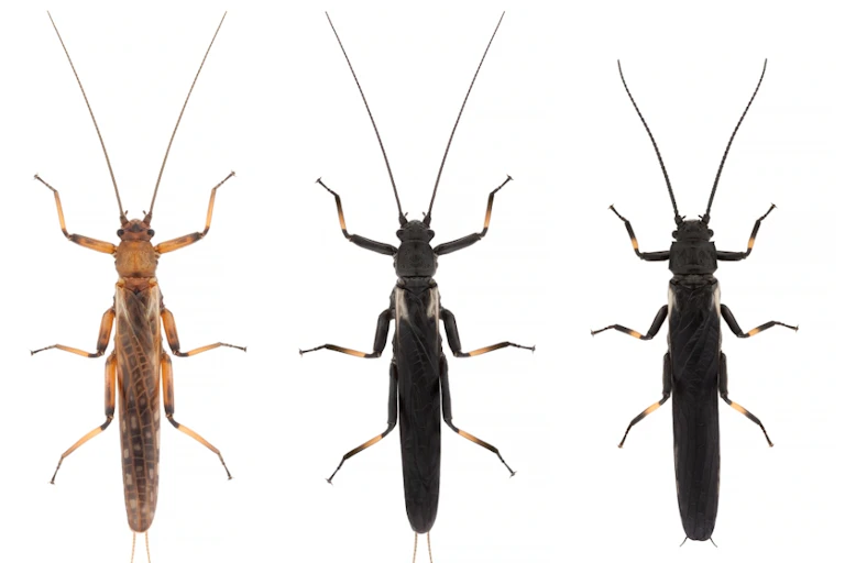 Three different colourings of stoneflies