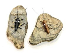 Models of stoneflies