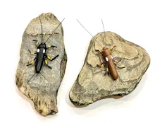 Models of stoneflies