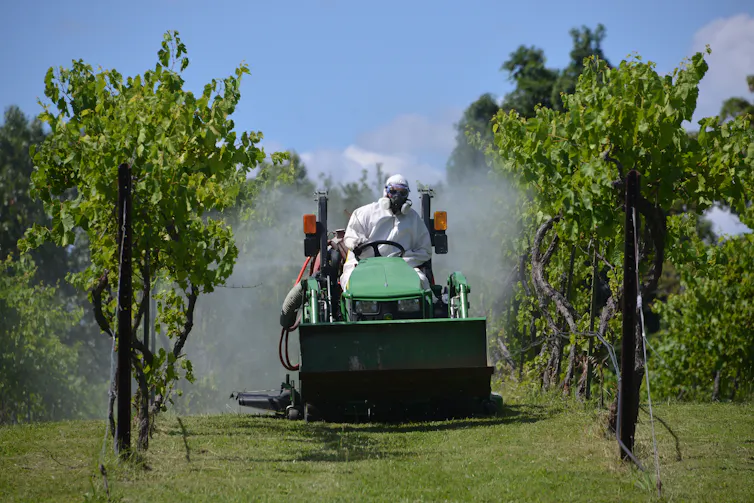 A farmer in a gas mask sprays chemicals on vines.