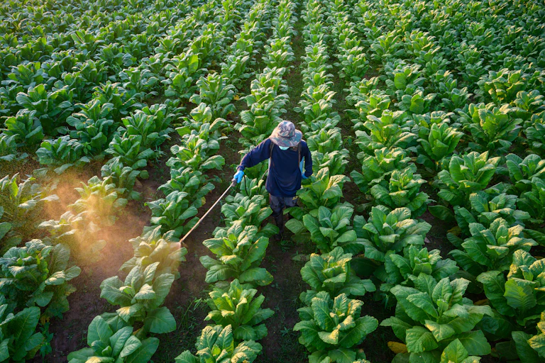 A farmer in blue overalls and hat sprays rows of tobacco plants.