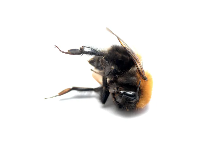A dead bumblebee on a white background.