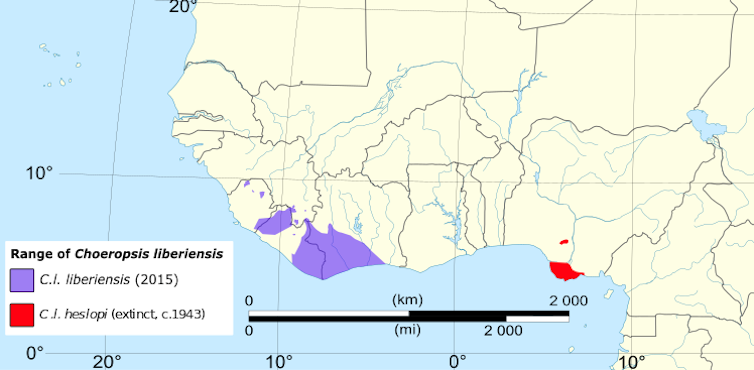 A map of West Africa with the range of pygmy hippos highlighted.