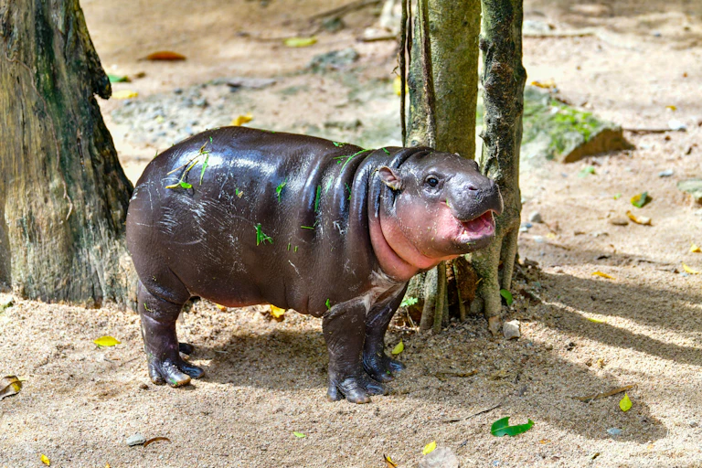A small pygmy hippo in a zoo enclosure.