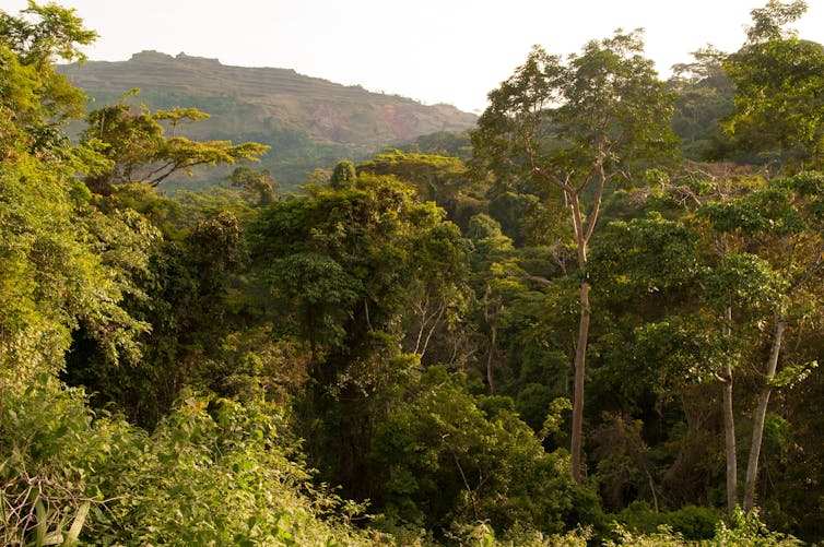 A tropical forest with mines in the distance.