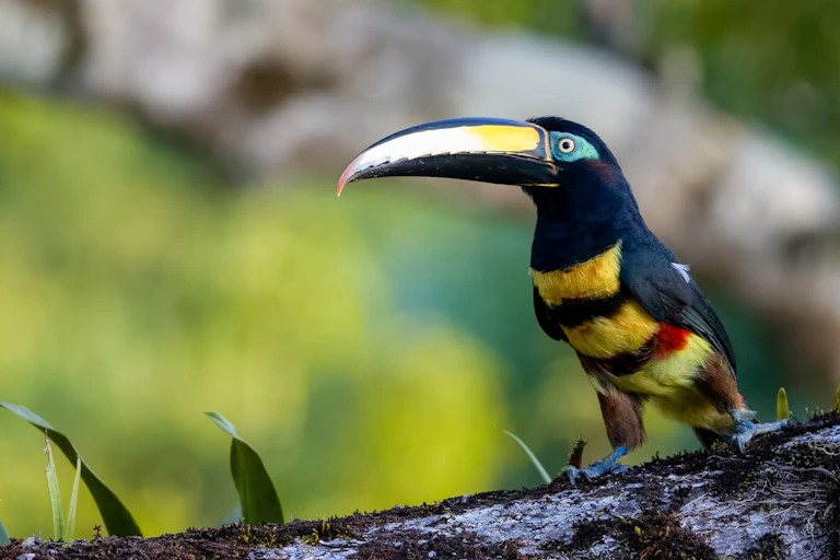 Snazzy bird with large bill