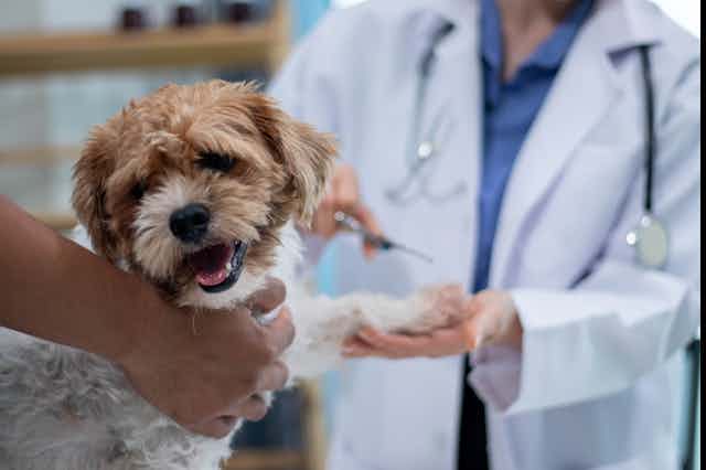 Rising vet fees leave pet owners facing tough choices – and vets often bear  the brunt