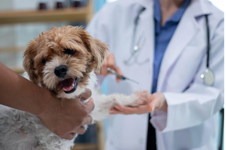 A veterinarian taking care of a dog