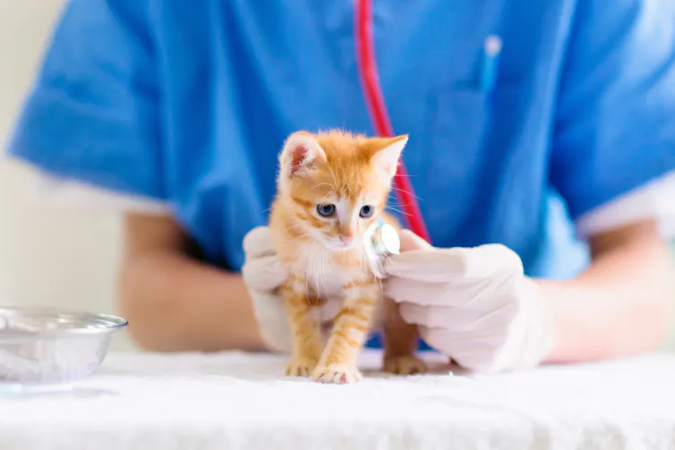Vet examining orange kitten.