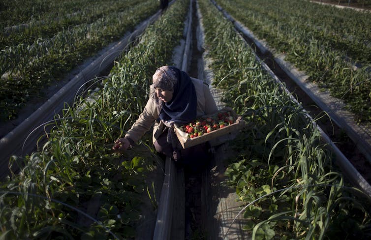 A woman in a head scarf smiles as she picks strawberries in a large strawberry field.