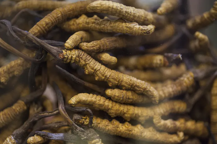 Closeup of caterpillar fungus sold in Chinese medicine.