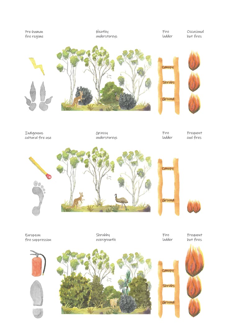 Schematic diagram of vegetation changes through time