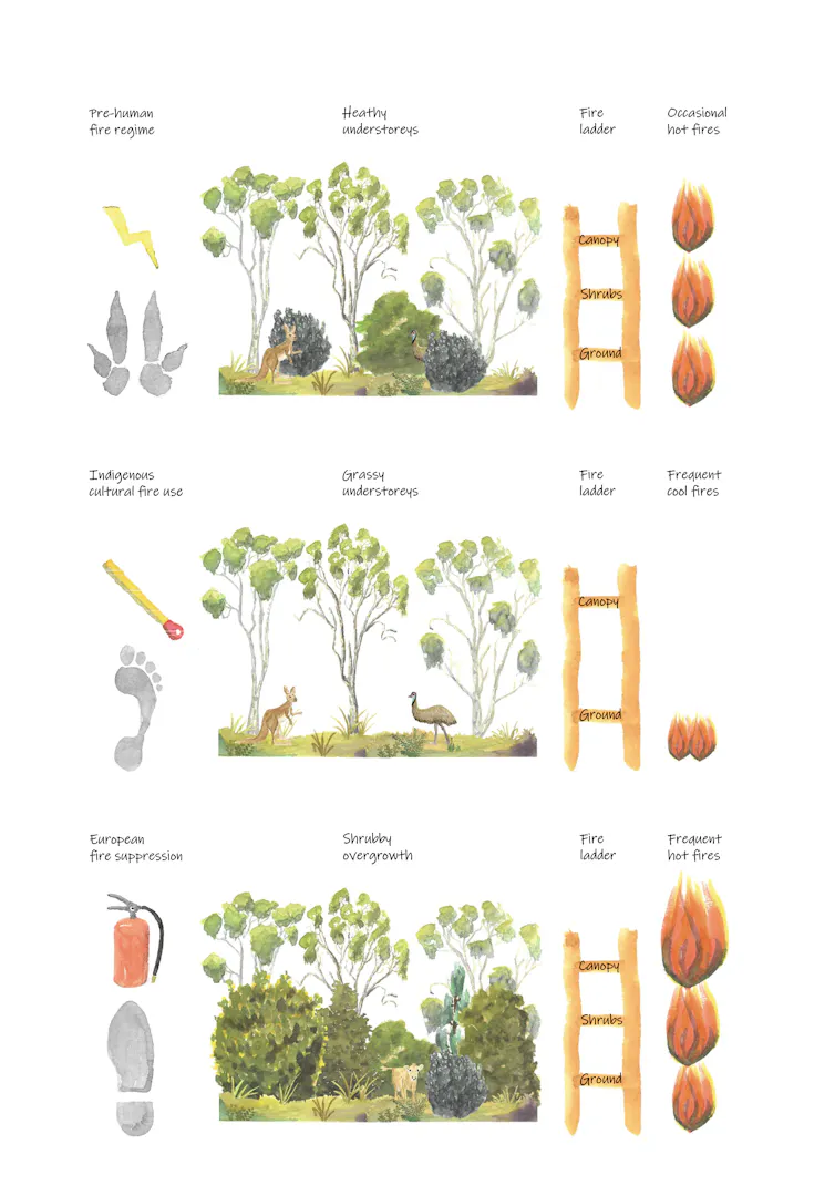 Schematic diagram of vegetation changes through time