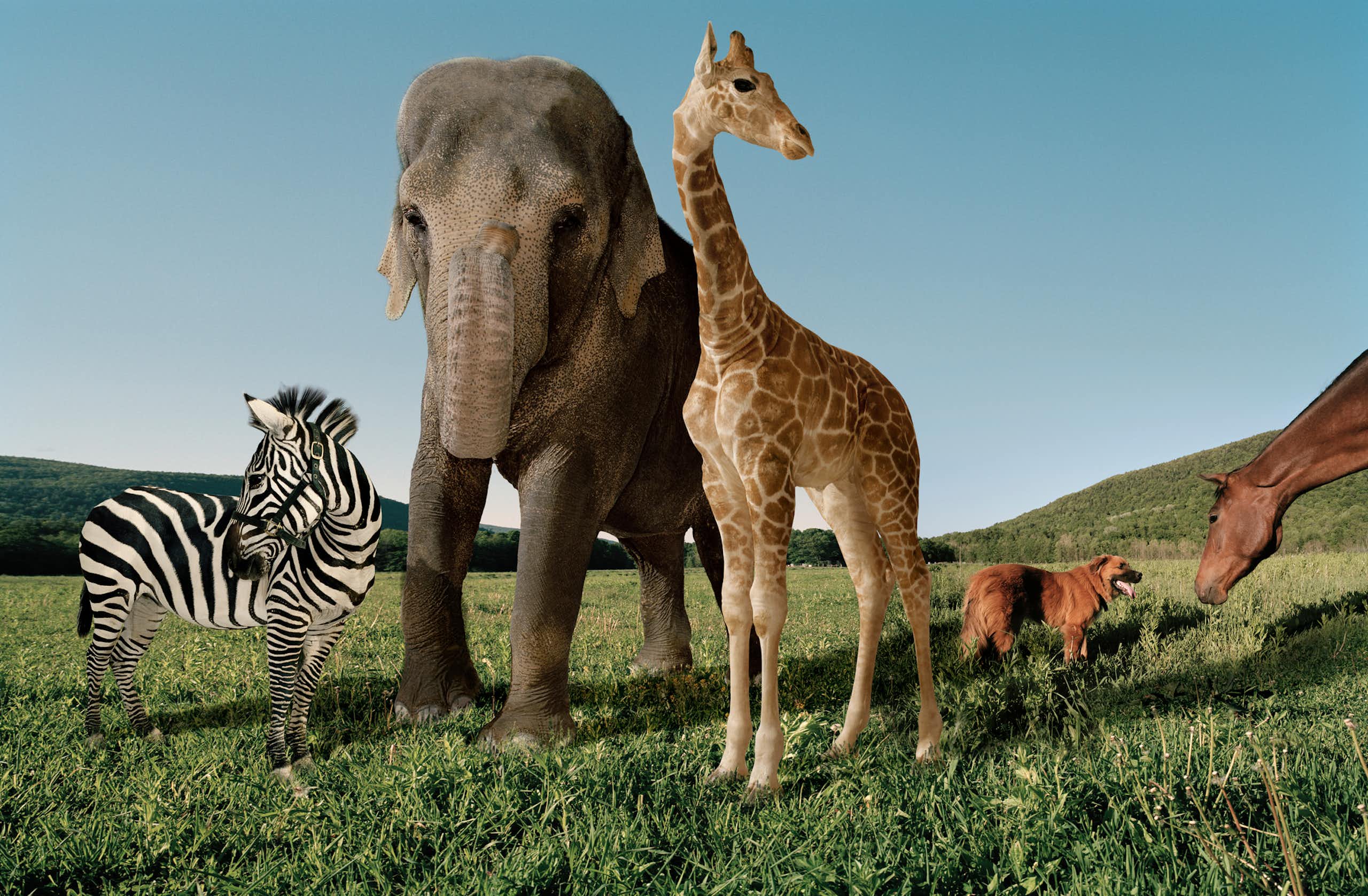 Zebra, elephant, giraffe, dog and horse standing on a grassy field