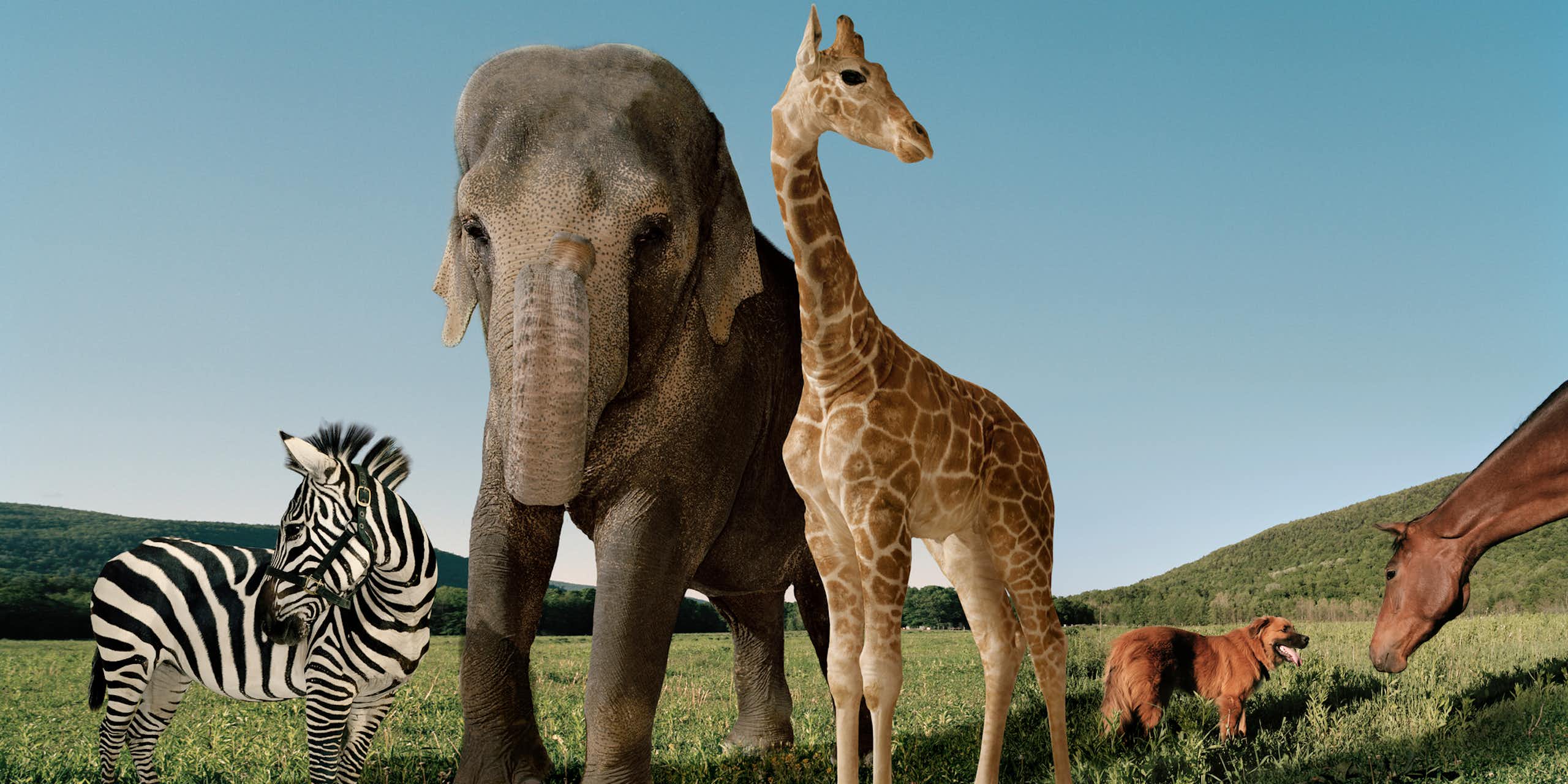 Zebra, elephant, giraffe, dog and horse standing on a grassy field