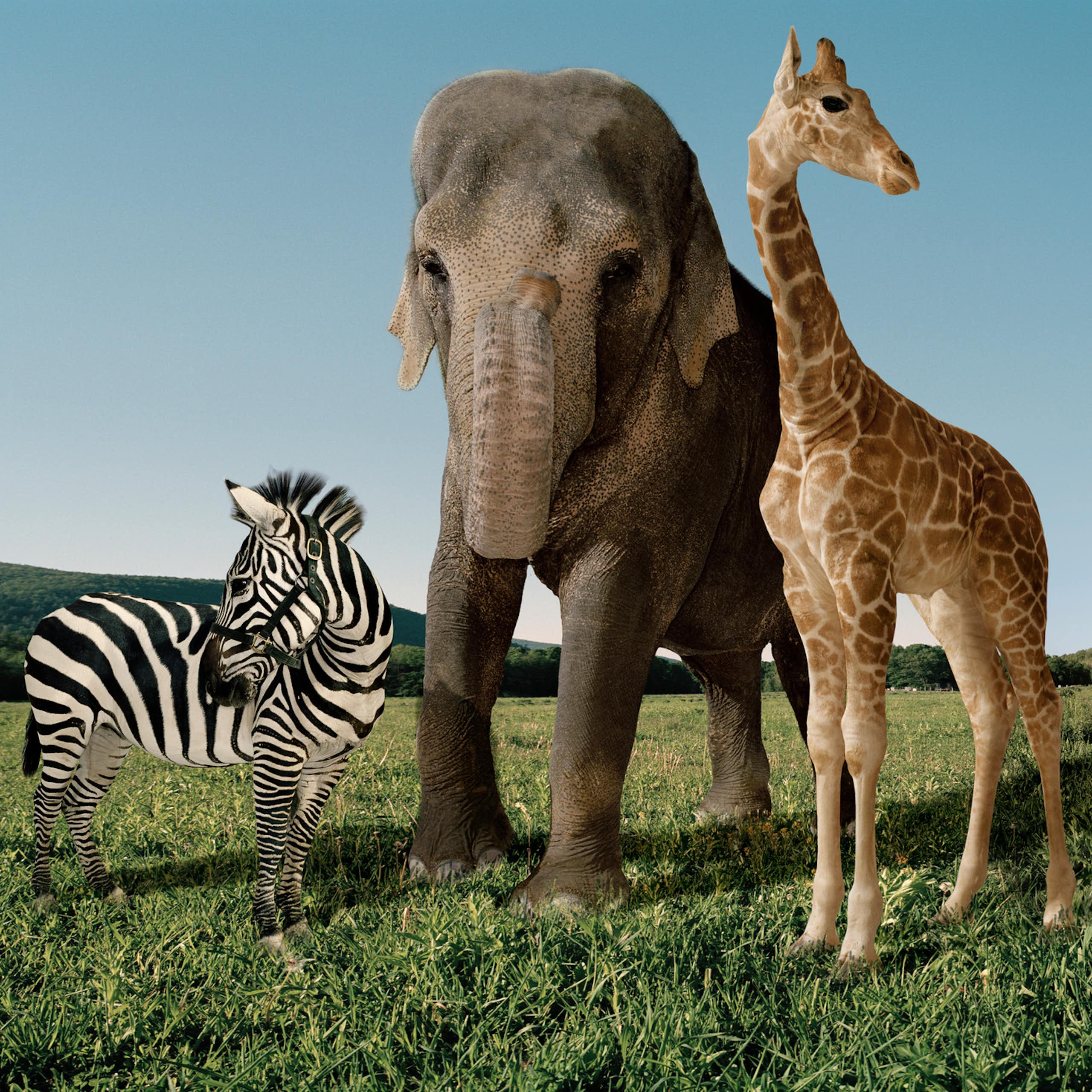 Zebra, elephant, giraffe, dog and horse standing on a grassy field