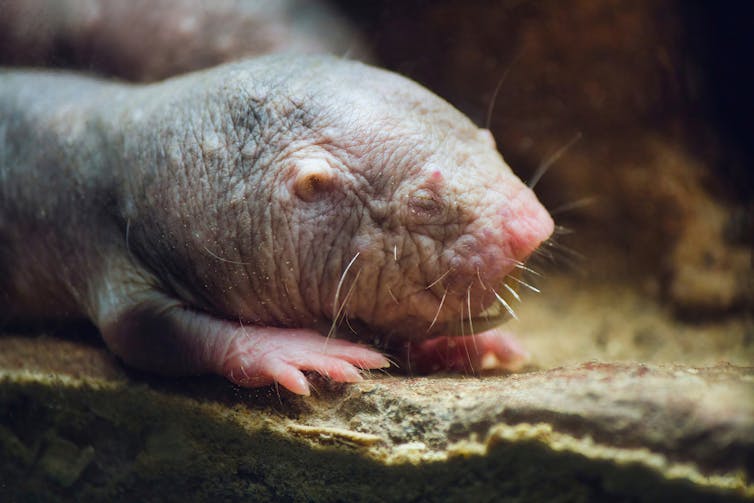 Close-up of naked mole-rat, with crinkled skin and closed eyes