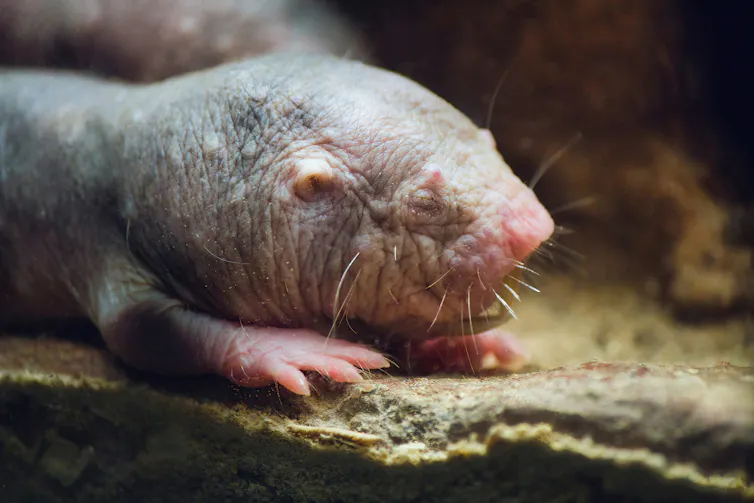 Close-up of naked mole-rat, with crinkled skin and closed eyes