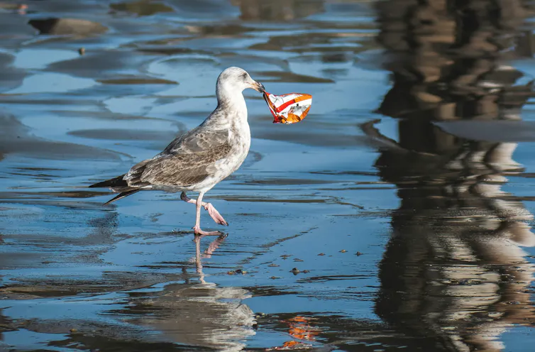 oiseau dans l’eau avec un paquet plastique dans la bouche
