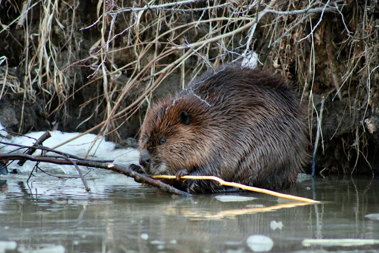 A beaver nibbles on a small branch.