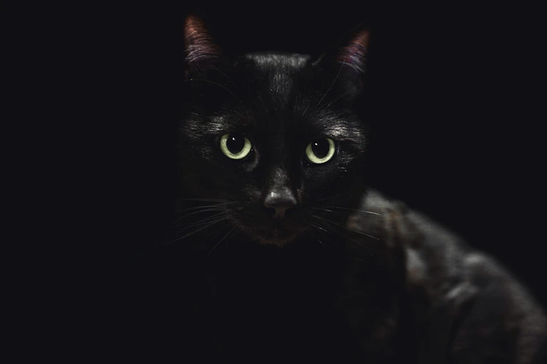Cara de gato negro sobre fondo negro