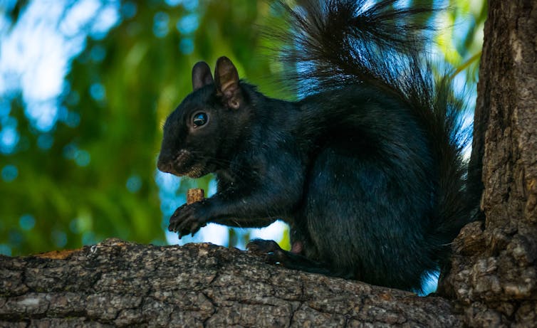 black squirrel on a branch eats a nut