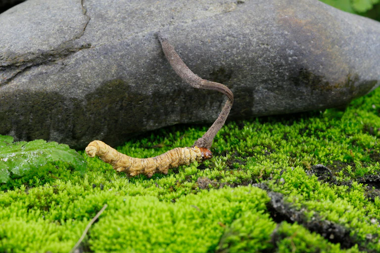 The Cordyceps fungus emerging from a caterpillar host