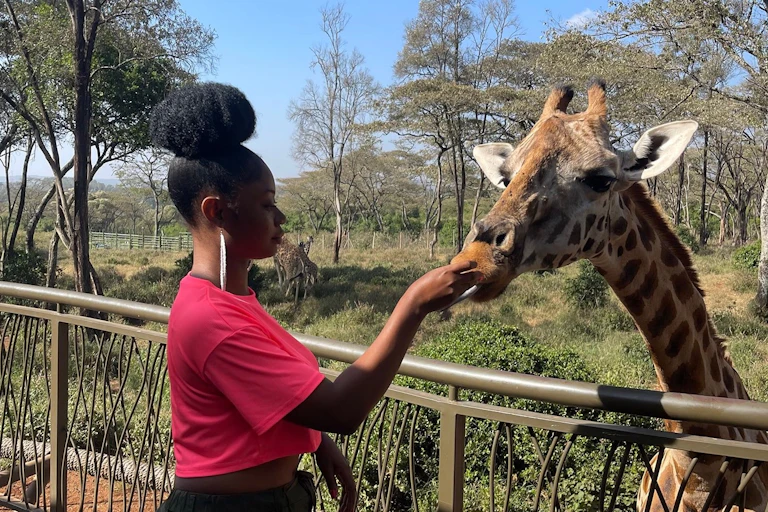 A young African woman in a pink T-shirt and with a large bun as a hairstyle feeds a giraffe.