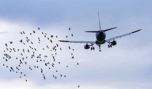 Collisions between planes and birds follow seasonal patterns and overlap with breeding and migration – new research