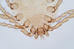 House dust mite