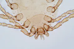 House dust mite