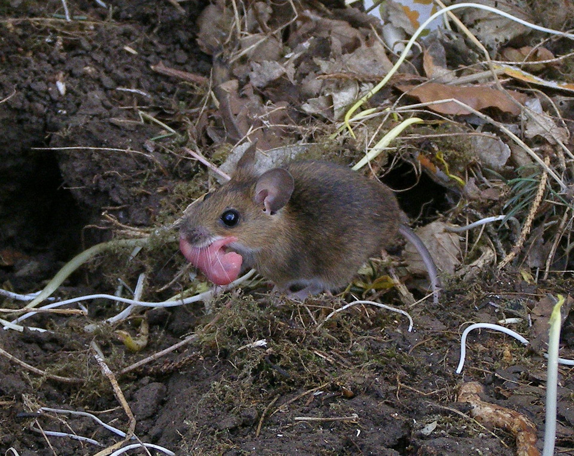 Girl Eating Live Mouse
