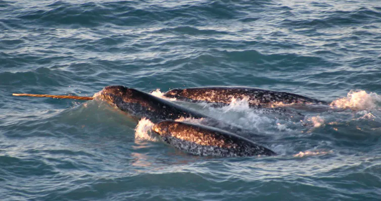 A group of whales swim on the surface of the ocean.