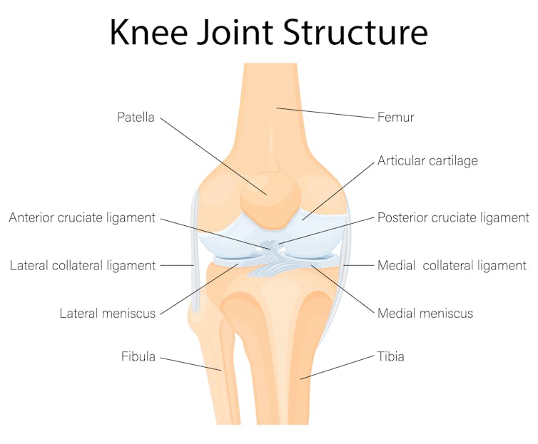 diagram of a healthy knee