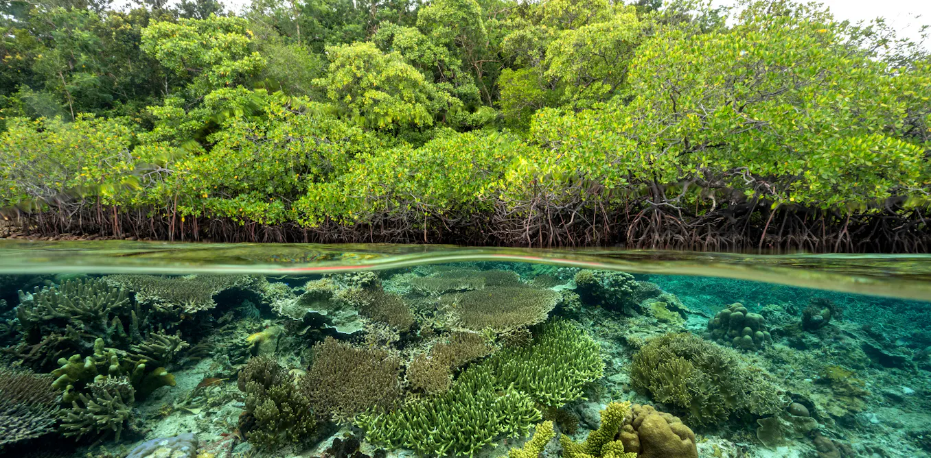 crédits ou certificats biodiversité ? Derrière les mots, quels choix entre compensation et contribution ? crédits ou certificats biodiversité ? Derrière les mots, quels choix entre compensation et contribution ?